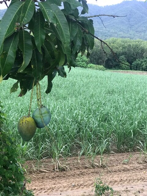 opskrifter med mango